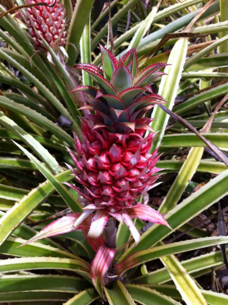 Pineapple Dole Plantation Oahu