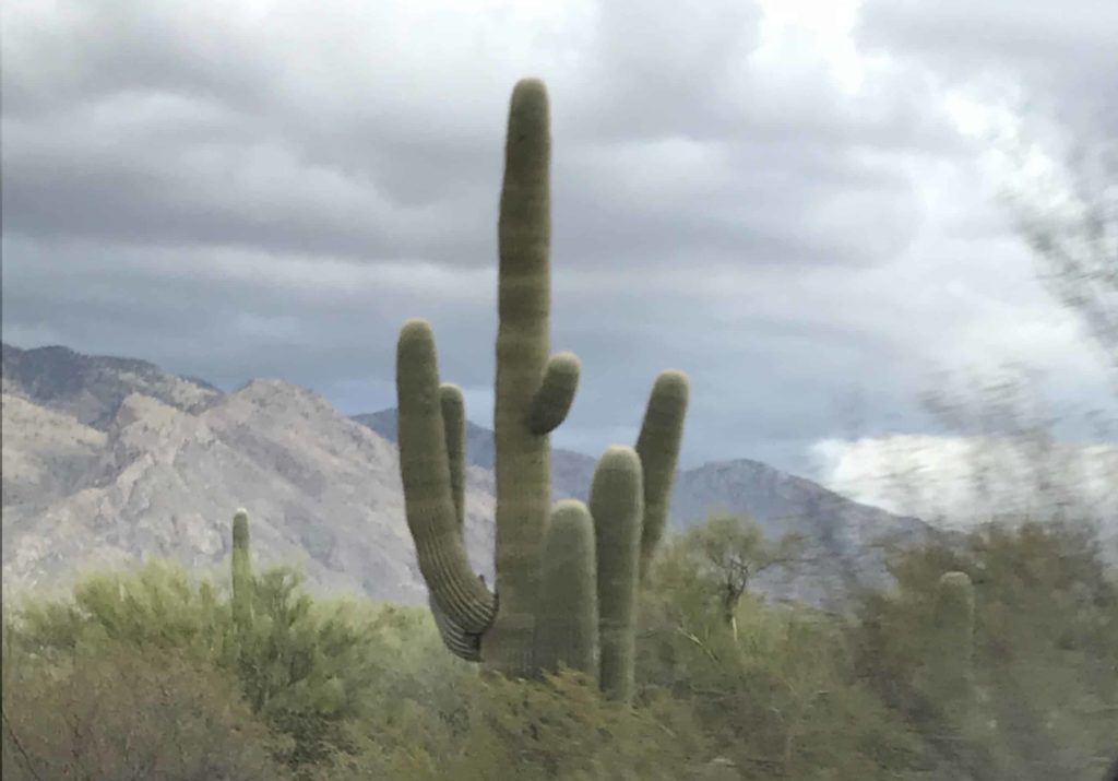 Saguaro Cactus