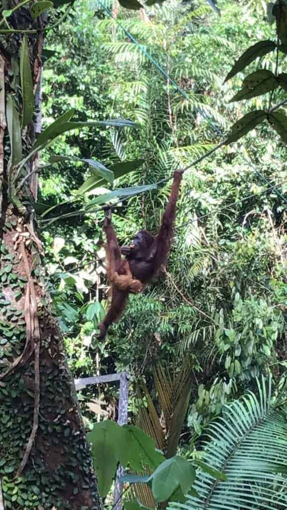 Orangutans at Semenggoh Wildlife Centre Kuching Sarawak Malaysia