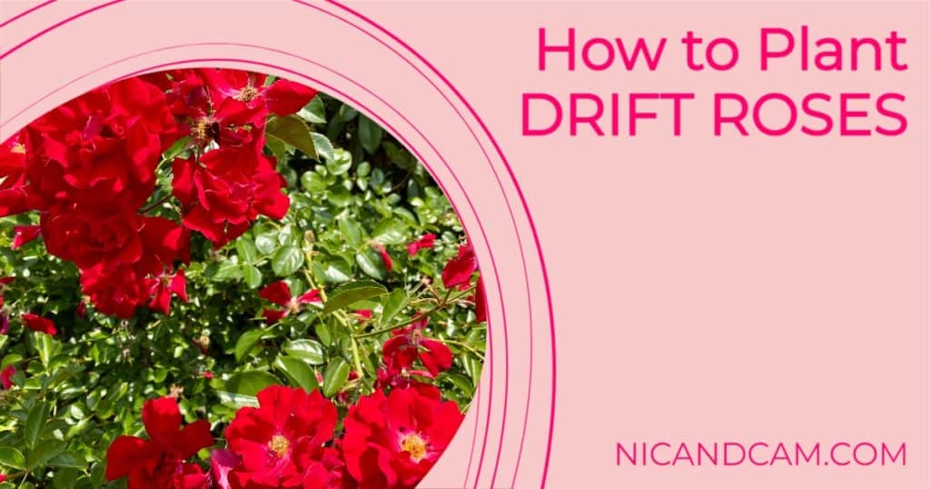 How to Plant Drift Roses